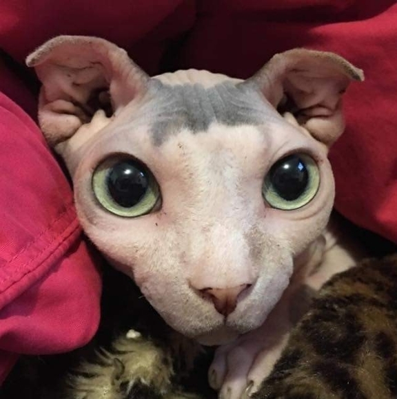 Meet your Posher, Heather - Picture 1 of 1